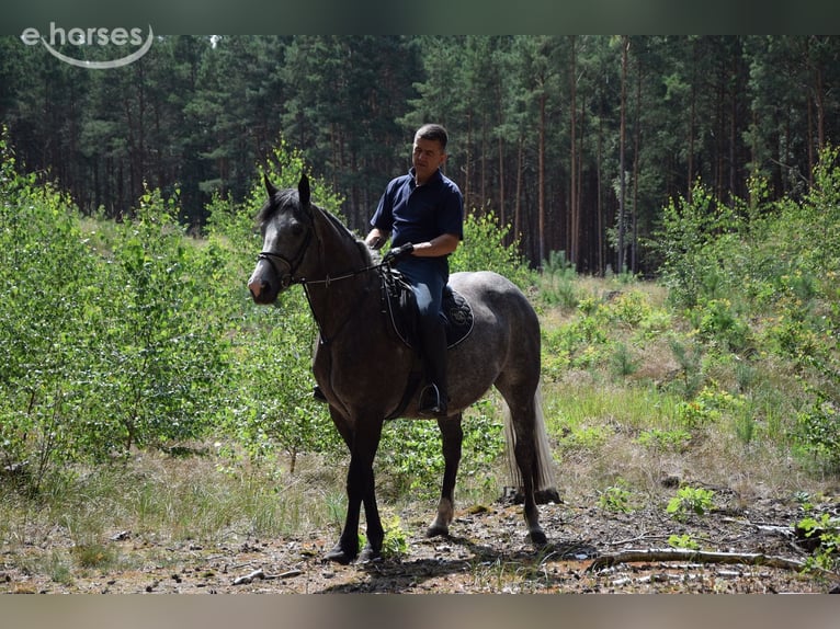 Polish sport horse Mare 4 years 16 hh Grey in Chełmno