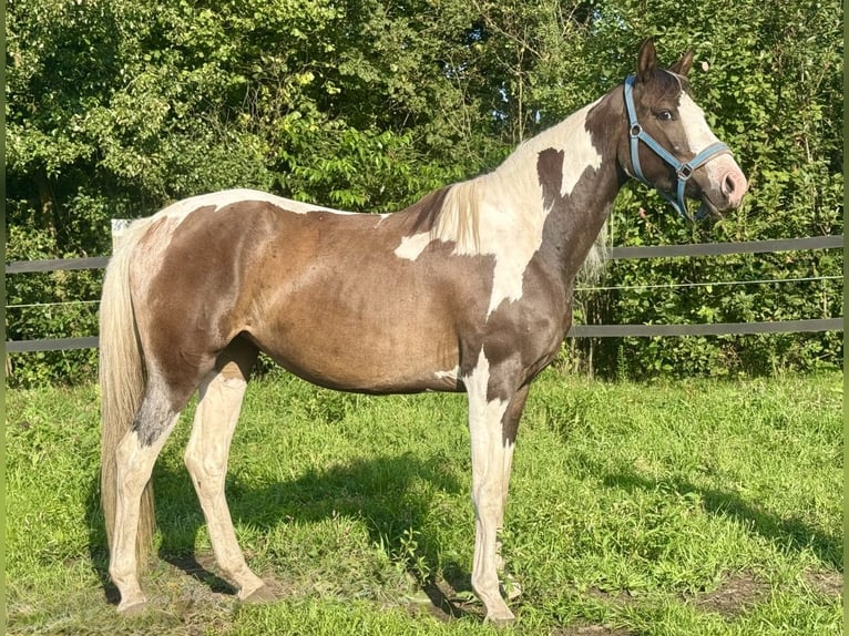 Polish sport horse Mare 4 years 16 hh Pinto in Szewno