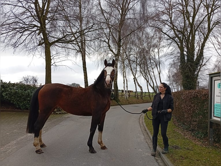 Polish sport horse Mare 4 years 16,2 hh Bay-Dark in Eggermühlen