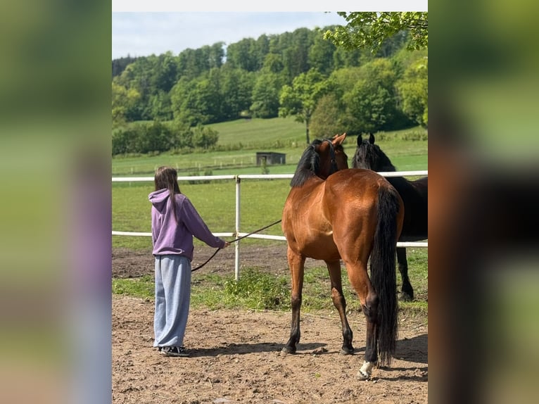 Polish sport horse Mare 4 years 16,2 hh Bay-Dark in Jelenia Góra