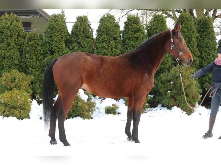 Polish sport horse Mare 4 years 16,2 hh Brown in Korpysy