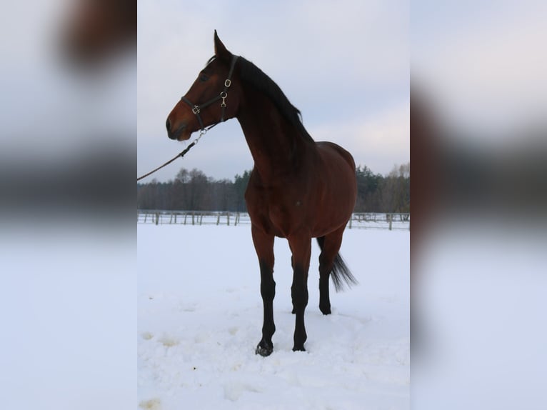 Polish sport horse Mare 4 years 16,2 hh Brown in Korpysy