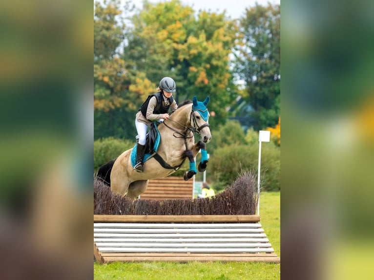 Polish sport horse Mare 5 years 14.1 hh Dun in Karczemki