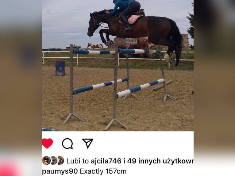 Polish sport horse Mare 5 years 15.2 hh Bay-Dark in Papenhagen
