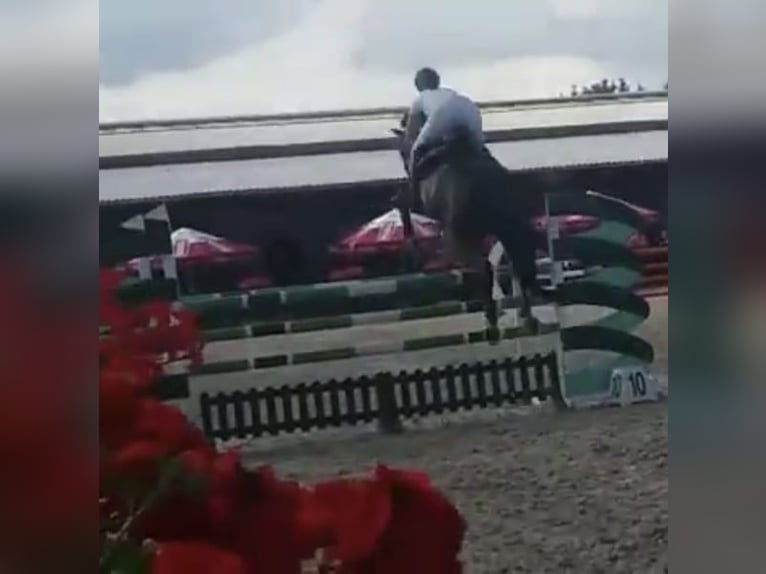 Polish sport horse Mare 5 years 15.2 hh Bay-Dark in Papenhagen