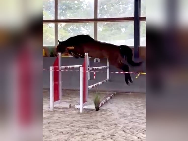 Polish sport horse Mare 5 years 15.2 hh Bay-Dark in Papenhagen