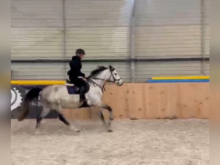 Polish sport horse Mare 5 years 15,2 hh Grey in Gościmiec