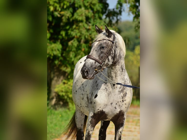 Polish sport horse Mare 5 years 15,2 hh Leopard-Piebald in Iwno Polish sport horse Mare 5 years 15,2 hh Leopard-Piebald in Iwno