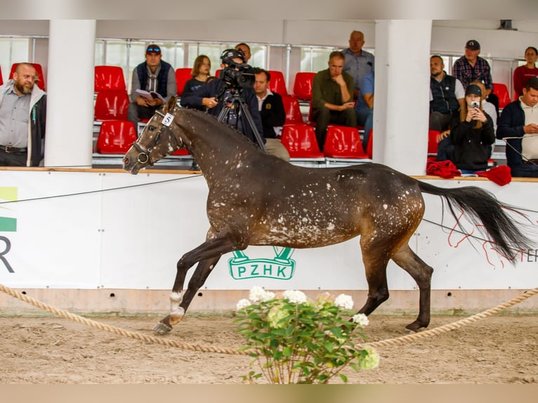 Polish sport horse Mare 5 years 15,2 hh Leopard-Piebald in Turek