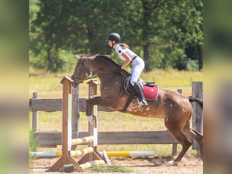 Polish sport horse Mare 5 years 15,2 hh Leopard-Piebald in Turek