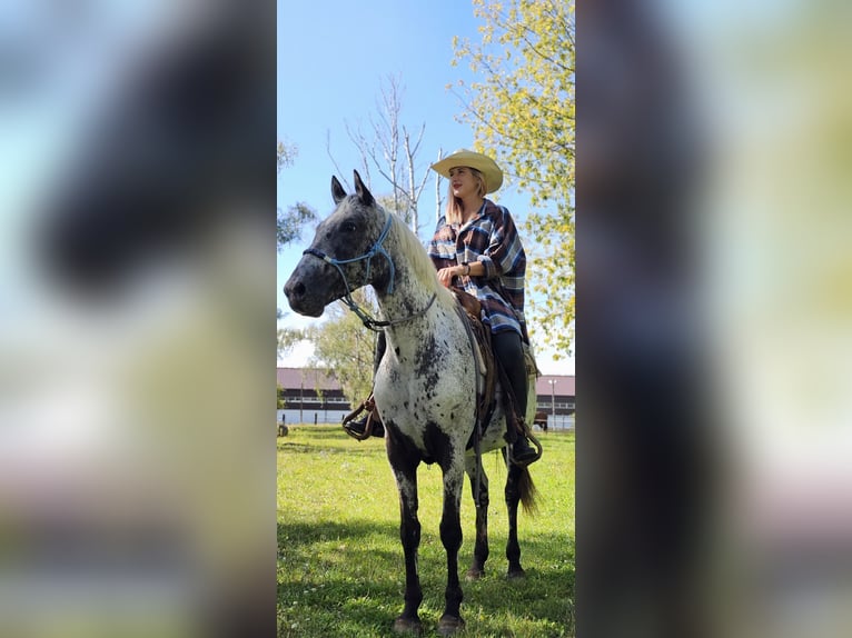 Polish sport horse Mare 5 years 15,3 hh Leopard-Piebald in Iwno