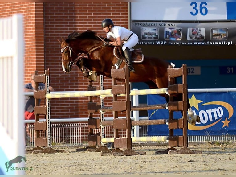 Polish sport horse Mare 5 years 16.1 hh Brown in Masłów