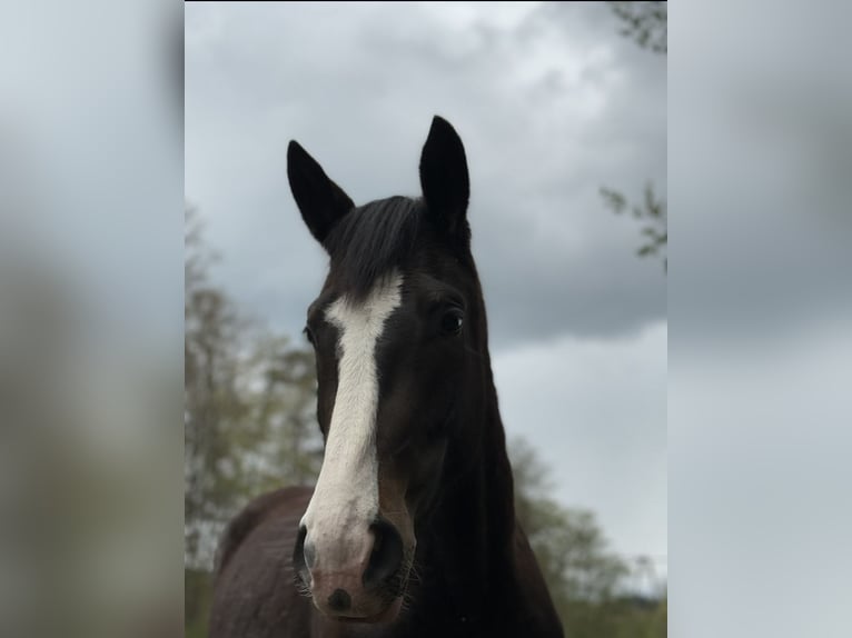Polish sport horse Mare 5 years 16.2 hh Bay-Dark in Barlinek