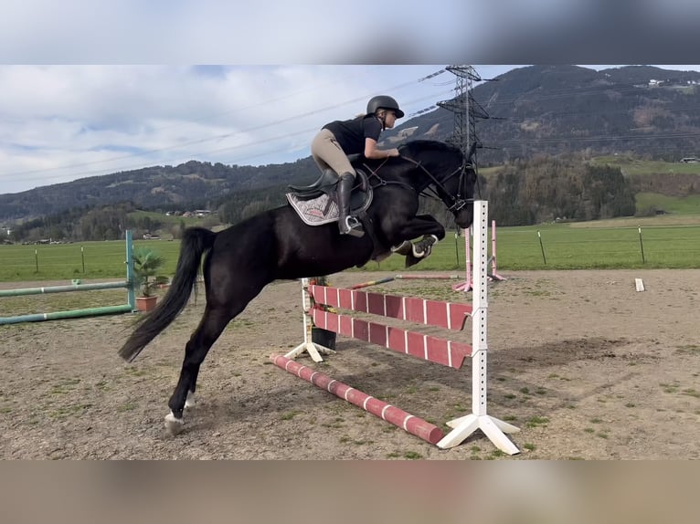 Polish sport horse Mare 5 years 16.2 hh Black in Schlins