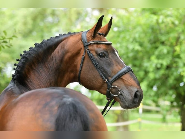 Polish sport horse Mare 5 years 16 hh Brown in Łódź