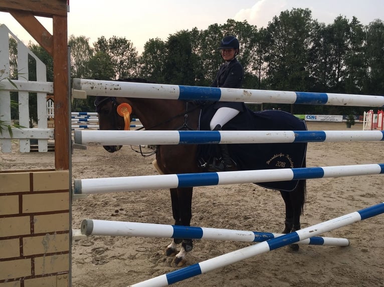 Polish sport horse Mare 5 years 16 hh Brown in Łódź
