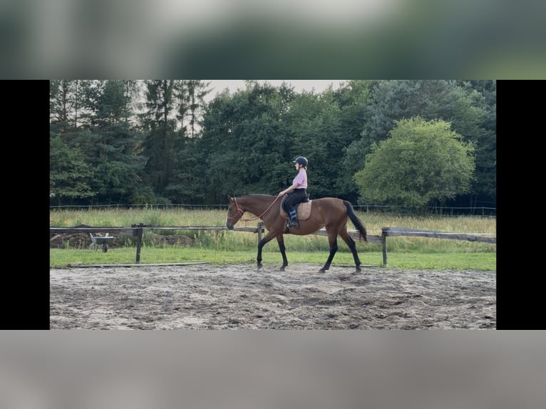 Polish sport horse Mare 5 years 16 hh Brown in Łódź