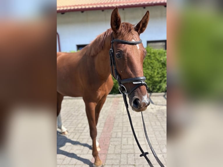 Polish sport horse Mare 5 years 16 hh Chestnut-Red in Łapino kartuskie