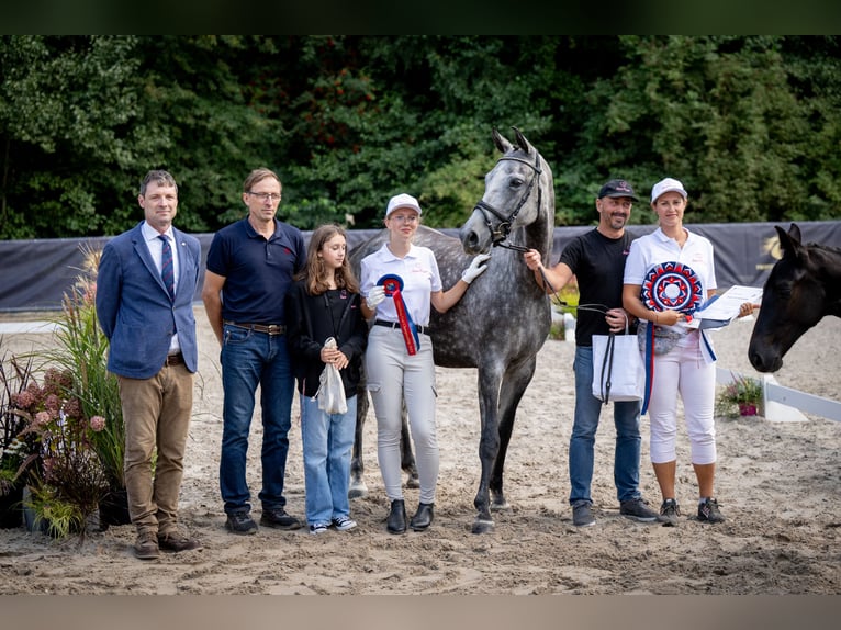 Polish sport horse Mare 5 years 16 hh Grey in Gogołowa