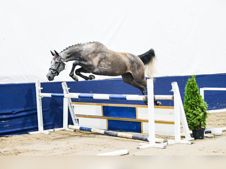 Polish sport horse Mare 5 years 16 hh Grey in Gogołowa