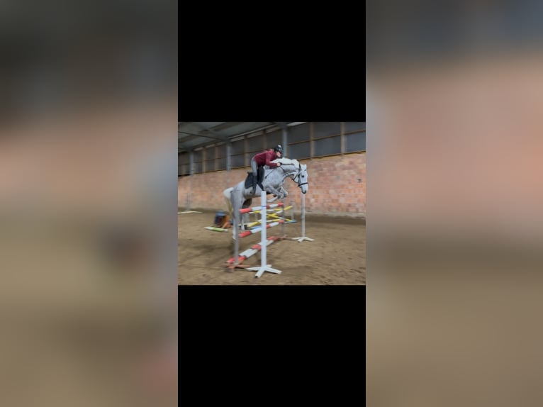 Polish sport horse Mare 5 years 16 hh Grey in Olsztyn