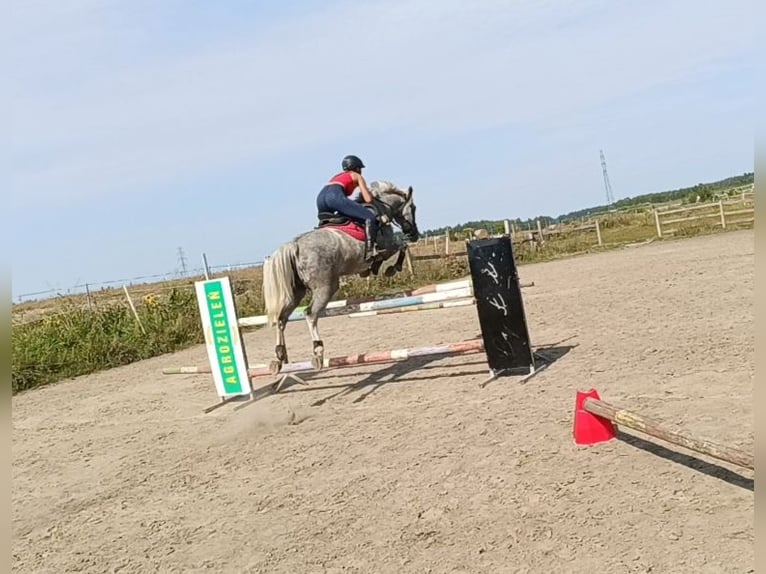 Polish sport horse Mare 5 years 16 hh Grey in Olsztyn