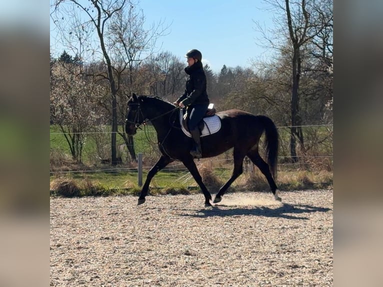 Polish sport horse Mare 5 years 16 hh Smoky-Black in Papenhagen