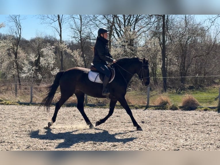Polish sport horse Mare 5 years 16 hh Smoky-Black in Papenhagen