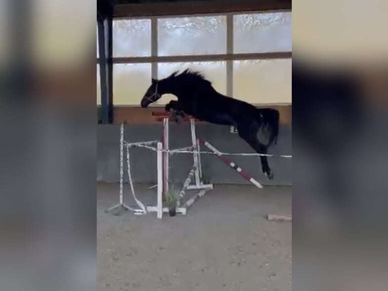 Polish sport horse Mare 5 years 16 hh Smoky-Black in Papenhagen