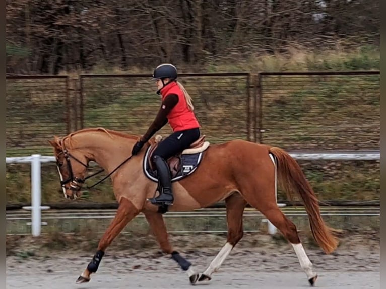 Polish sport horse Mare 5 years 16,1 hh Chestnut-Red in Forst