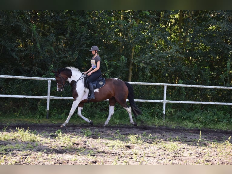 Polish sport horse Mare 5 years 16,1 hh Pinto in Chełmno