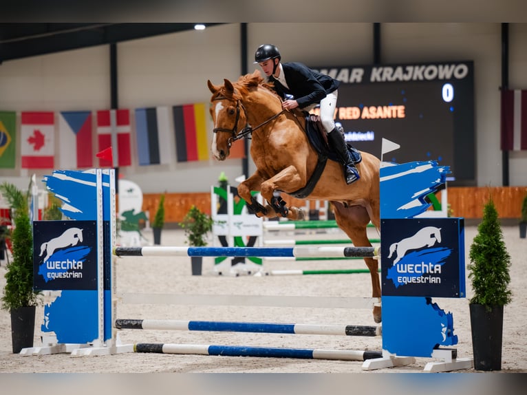 Polish sport horse Mix Mare 5 years 16,2 hh Bay in sarbinowo