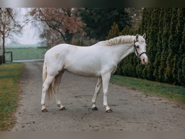 Polish sport horse Mix Mare 5 years 16,2 hh Bay in sarbinowo