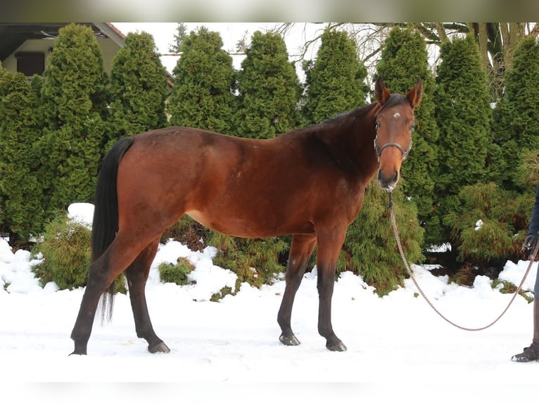 Polish sport horse Mare 5 years 16,2 hh Brown in Korpysy
