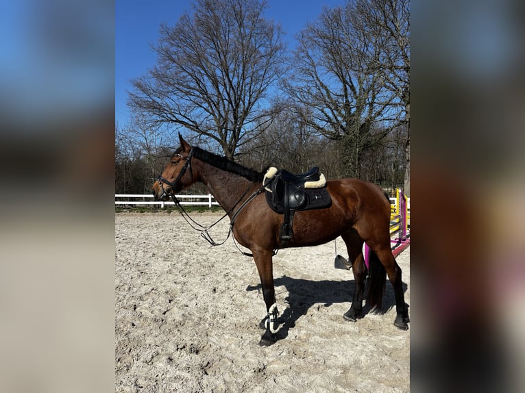 Polish sport horse Mare 5 years 17 hh Brown in Jakubów