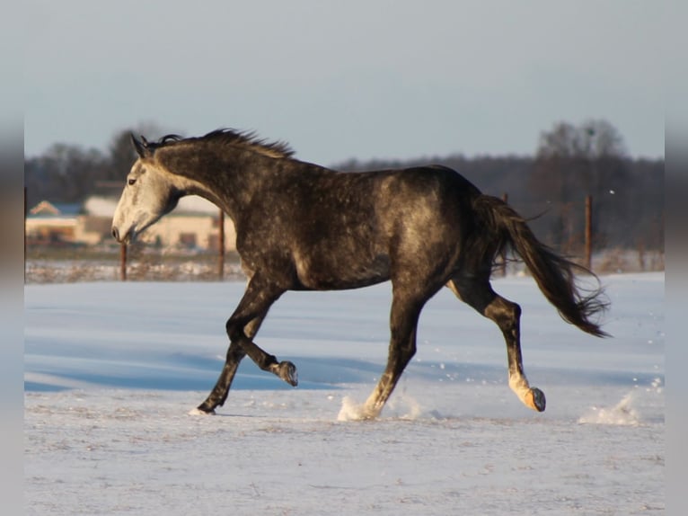 Polish sport horse Mare 5 years 17 hh Grey in Gołymin-Ośrodek