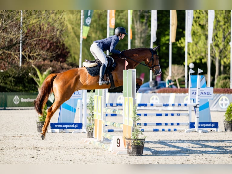 Polish sport horse Mare 5 years Chestnut-Red in Stanków