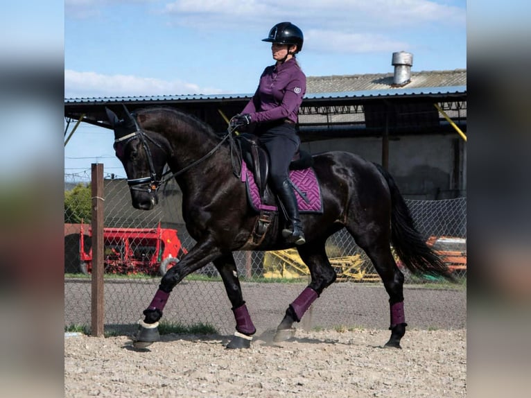 Polish sport horse Mare 6 years 16.1 hh Black in Kaczkowo
