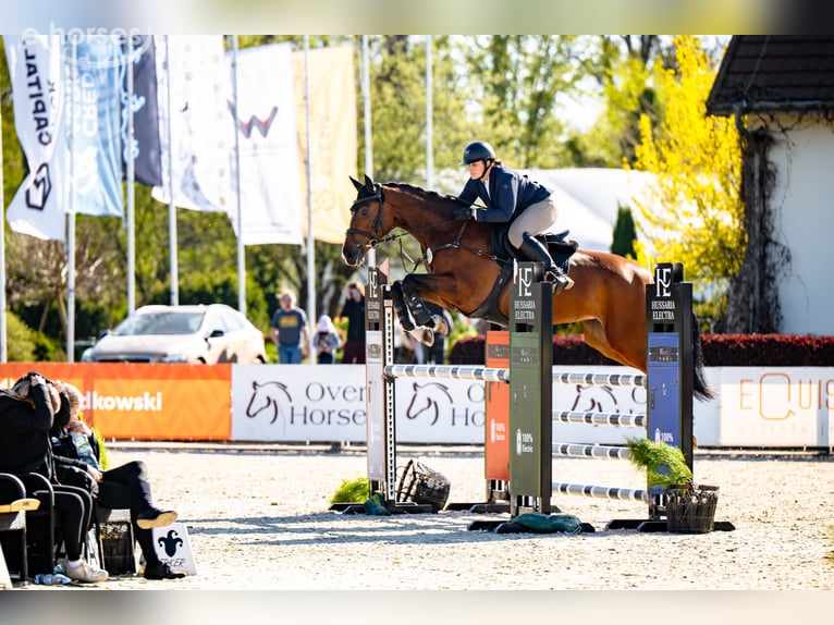 Polish sport horse Mare 6 years 16.1 hh Brown in Chwałowice
