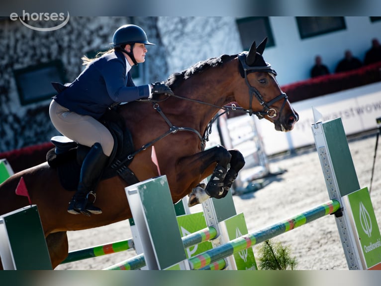 Polish sport horse Mare 6 years 16.1 hh Brown in Chwałowice