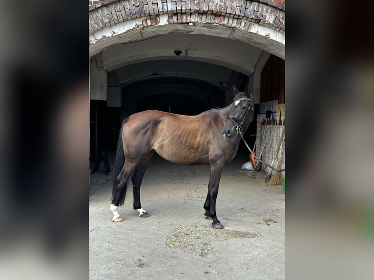 Polish sport horse Mare 6 years 16 hh Black in Lasocin
