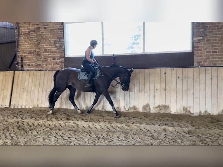 Polish sport horse Mare 6 years 16 hh Black in Lasocin