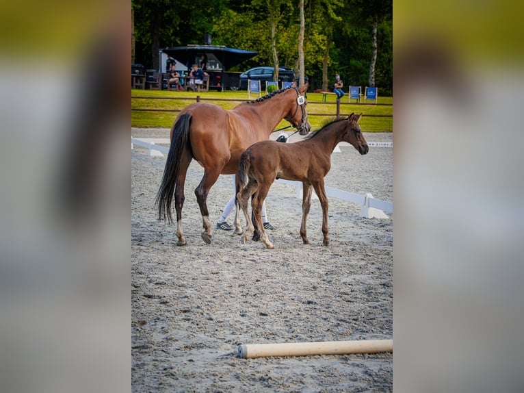 Polish sport horse Mare 6 years 16 hh  in Papenhagen