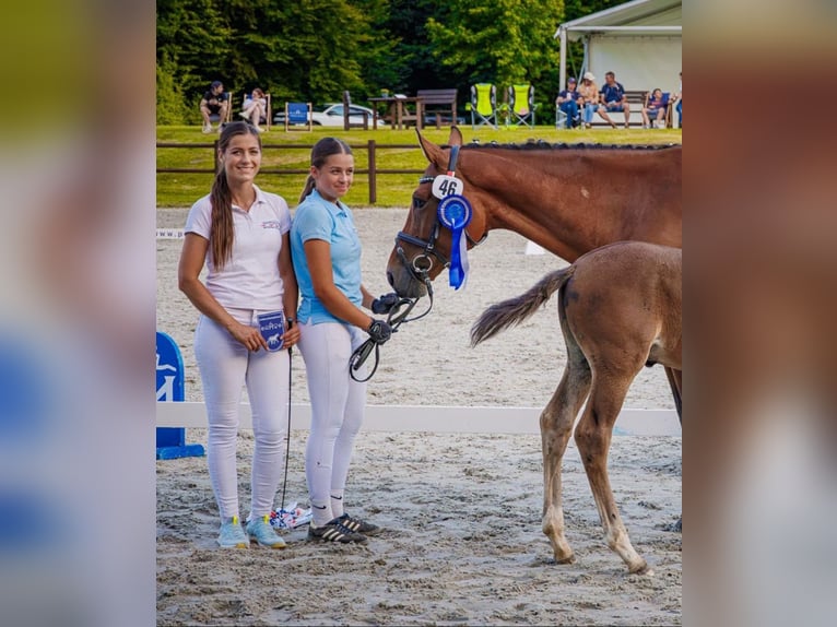 Polish sport horse Mare 6 years 16 hh  in Papenhagen