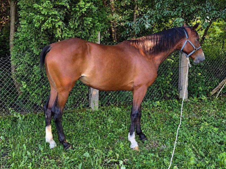 Polish sport horse Mix Mare 6 years 16 hh Brown in Ojrzeń