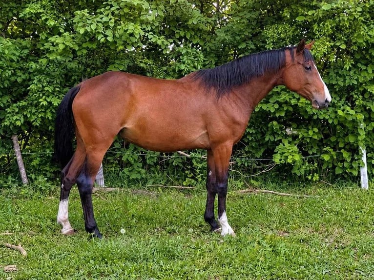 Polish sport horse Mix Mare 6 years 16 hh Brown in Ojrzeń