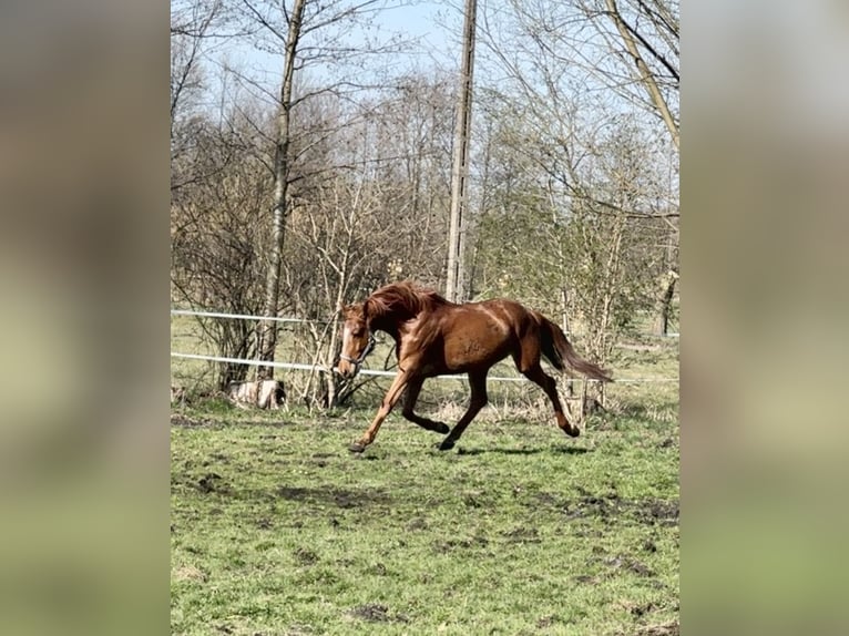 Polish sport horse Mare 6 years 16 hh Chestnut-Red in Go&#x15B;cimiec