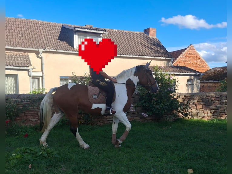 Polish sport horse Mare 6 years 16 hh Pinto in Aschersleben