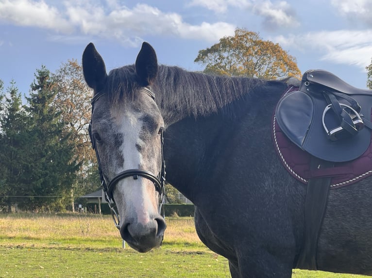 Polish sport horse Mare 6 years 16,1 hh Grey in Rostock