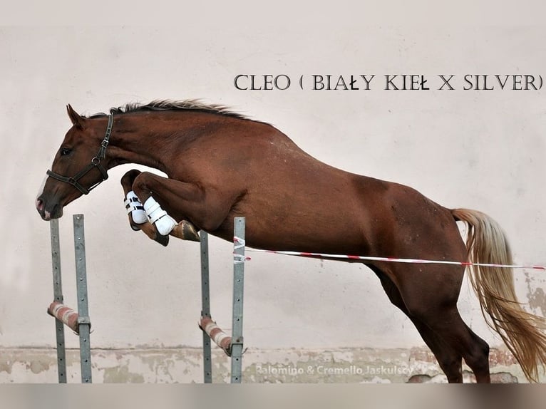 Polish sport horse Mare 6 years 16,1 hh Palomino in Piecowice